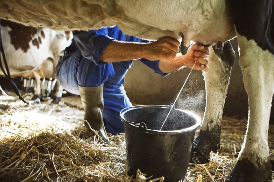15 способов повысить надой молока у коровы